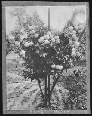 Kalifornien. Grape Fruit Tree