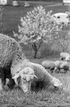 Schafwirtschaft im Frühling.
