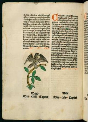 84v, Daub (144. Kapitel)