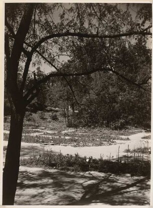 Reichsgartenschau 1939 auf dem Killesberg, Stuttgart: Primelgarten