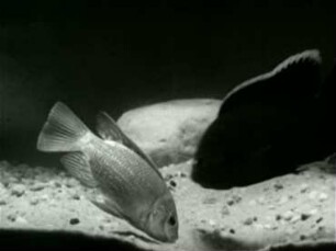 Tilapia macrochir (Cichlidae) - Balz
