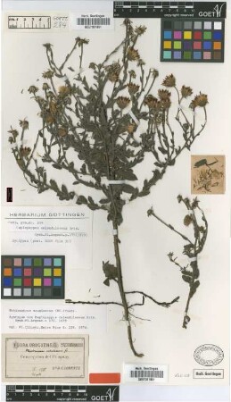 Haplopappus calendulaceus Griseb. [syntype]