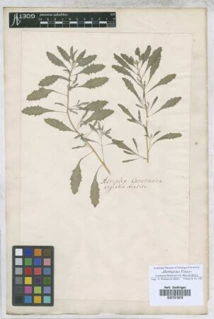 Atriplex