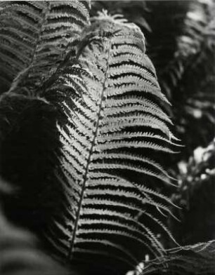 Farn im Sonnenlicht