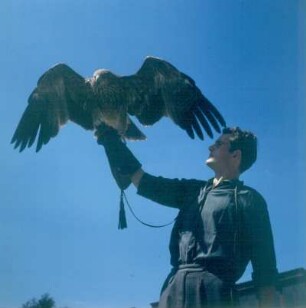 Berlebeck. Adlerwarte. Steinadler "Shike" auf der Hand eines Tierpflegers