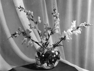 Blumen und Blüten in diversen Vasen. Löwenmaulstrauß in gläserner Kugelvase