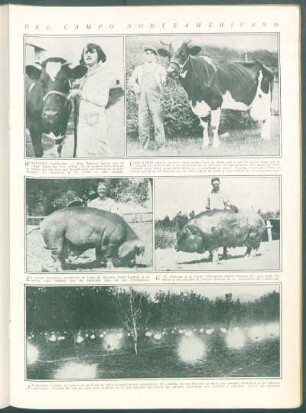 Del campo norteamericano