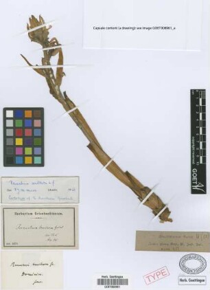 Renealmia bracteosa Griseb.