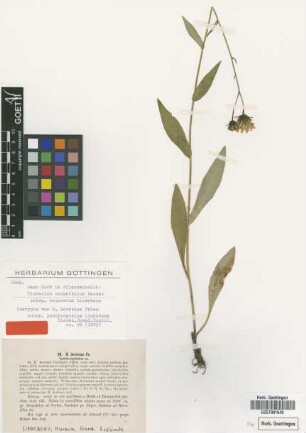 Hieracium dovrense Fr. subsp. Lindeb. pachycephalum[isotype]