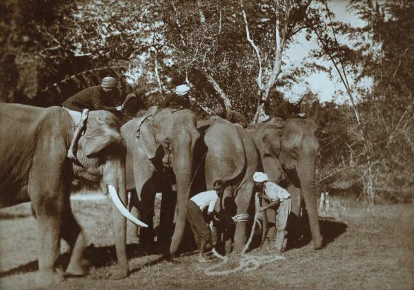 Chasse à l'éléphant