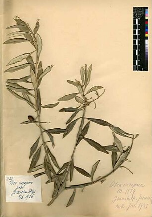Oleaceae Olea europaea Linné, Carl von (1707 - 1778) [Jerusalem, Yerushalayim, El Quds, Al-Quds, Al Quds, El Quds Esh Sherif, Al-Muqaddas, Jérusalem, Gerusalemme, Jerusalén, Aelia Capitolina, Colonia Aelia Capitolina, Hierosolyma, Urusalim, Jerusalem]