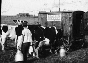 Fotografie: Eimermelkanlage, Weidehaltung, Milchkuh