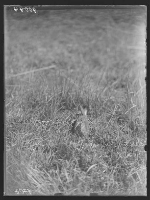 Rotschenkel : Rotschenkel (Tringa tonatus Linnaeus) beim Brüten.