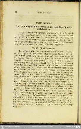 Dritte Vorlesung. Von den weißen Blutkörperchen und den Blutkörnchen (Globulins)