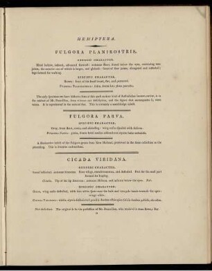 Hemiptera.