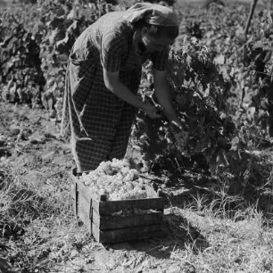 Landschaftsbild der bulgarischen Rhodopen. Weinlese um Peruschtiza