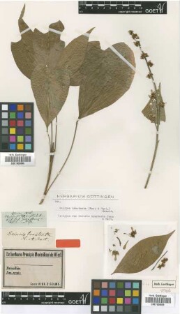 Sciuris bracteata Nees & Mart. [isotype]