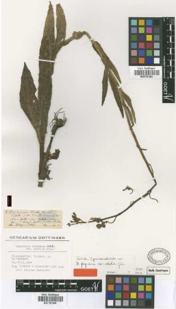 Hieracium frigidum Wedd. var. elatius Griseb.[isotype]