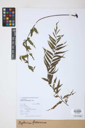 Asplenium friesiorum C.Chr.