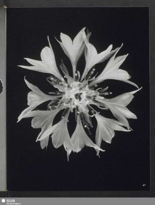 Centaurea cyanus, Blütenstand der Kornblume