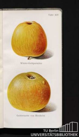 Tafel XIV. Winter-Goldparmäne und Goldreinette von Blenheim.