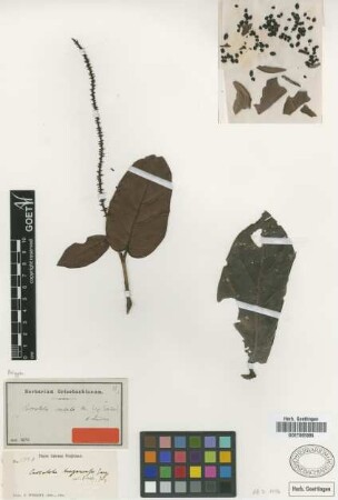 Coccoloba costata C.Wright [type]