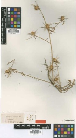 Centaurea hermonis Boiss. [type]