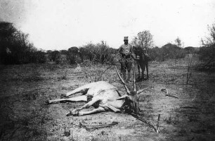 Erlegte Elen-Antilope