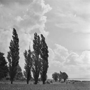 Sommerlandschaft