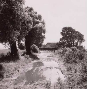 Wustrow, Feldweg mit Weiden. Blick auf reetgedekcte Scheune, um 1960