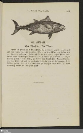 61. Abschnitt. Vom Thunfisch. Du thon