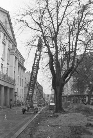 Fällung einer morschen Gleditschie auf dem Lidellplatz