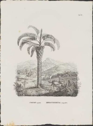 Tab. 78. Cocos capitata. Diplothemium campestre.