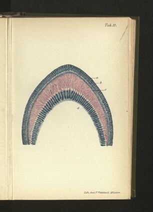 Tab. 12.