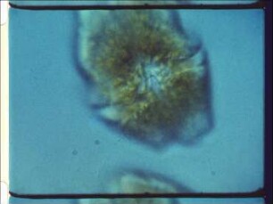 Locomotion of Plant Cells
