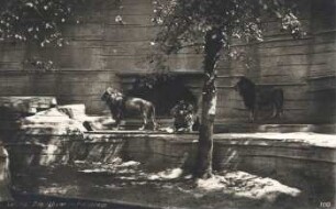 Leipzig: Zoo ; Löwen im Freigehege