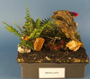 Diorama Feuersalamander mit Regenwurm