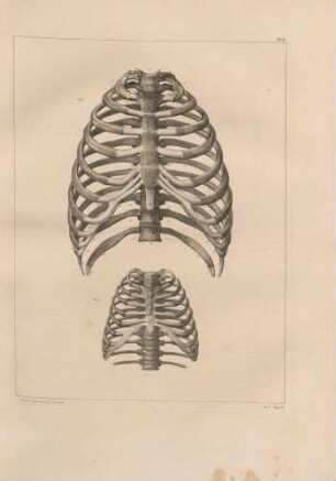 Thorax (Vorderseite)