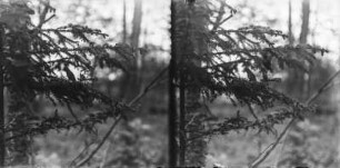 Fütterung der Jungen : Vogel am Nest in einem Nadelbaum, die Jungen fütternd.