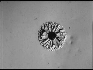 Swarm Development and Morphogenesis in Myxobacteria - Archangium, Myxococcus, Chondrococcus, Chondromyces