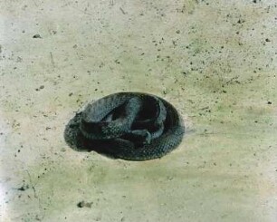Reptilien. Ringelnatter (Natrix natrix), geringelt