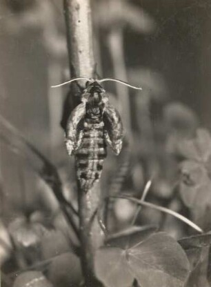 Ligusterschwärmer (Sphinx ligustri L.), eben geschlüpft mit noch unentwickelten Flügeln