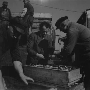 Stralsund. Fischereihafen, Fischer und Mitarbeiter einer Behörde? bei der Kontrolle von Fischen