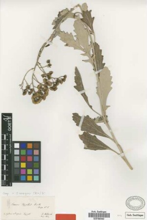 Senecio taygeteus Boiss. & Heldr. [type]