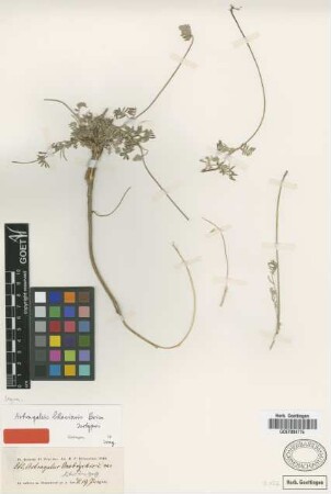 Astragalus lilacinus Boiss. [isotype]