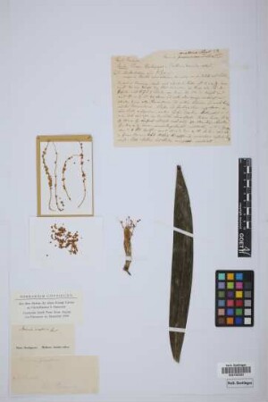 Morenia corallina H.Karst.