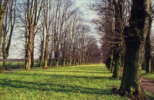 Lindenallee