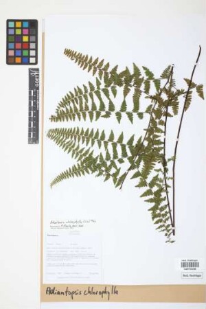 Adiantopsis chlorophylla (Sw.) Fée