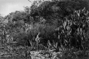Pflanzen im Betschuanaland : Pflanzen im Betschuanaland: Opuntien, Aloe, Euphorbien und Dornbüsche wachsen in einem Tal auf engsten Raum nebeneinander.