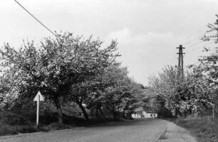 Triebischtal-Robschütz. Blühende Apfelbäume an der Straße von Robschütz im Triebischtal